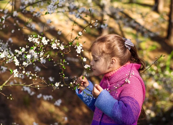 Petite Fille Mignonne Renifle Fleurs Cerise — Photo