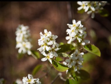 bir dalda bir sürü kiraz çiçeği