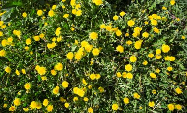 Yaz aylarında karahindiba alan