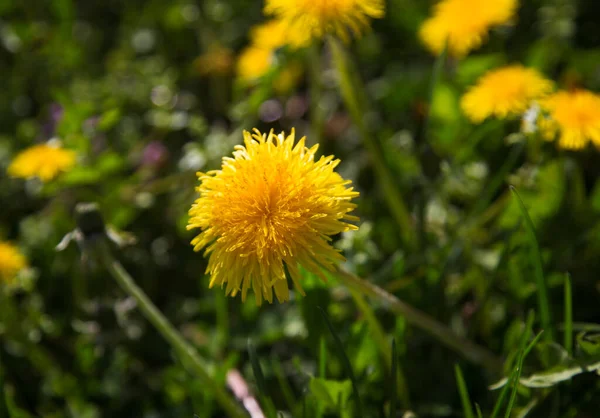 Amarelo Dandelion Flores Close Natureza — Fotografia de Stock