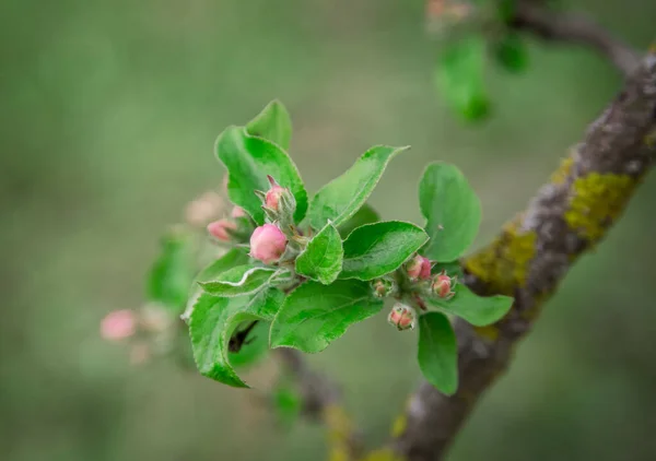 自然界树枝上的苹果树花蕾 — 图库照片