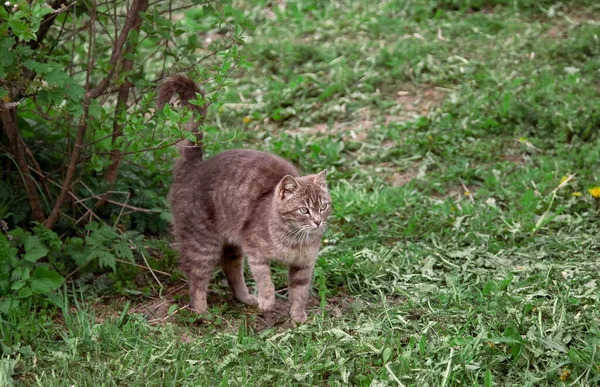 Gatto Grigio All Aperto Estate Natura — Foto Stock