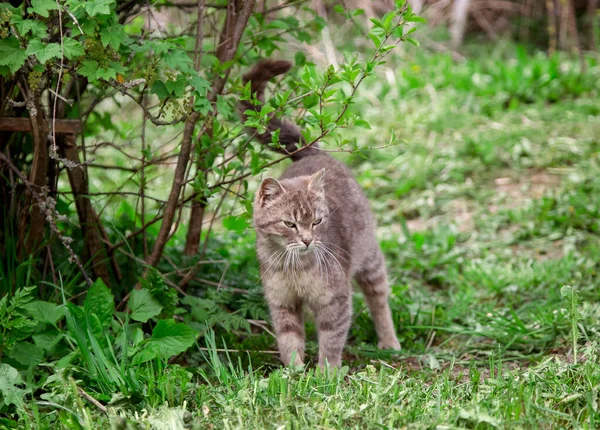 Gatto Grigio All Aperto Estate Natura — Foto Stock