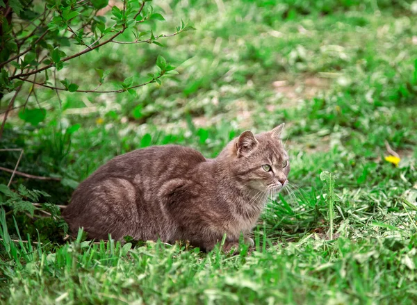 Γκρι Γάτα Εξωτερικούς Χώρους Καλοκαίρι Στη Φύση — Φωτογραφία Αρχείου