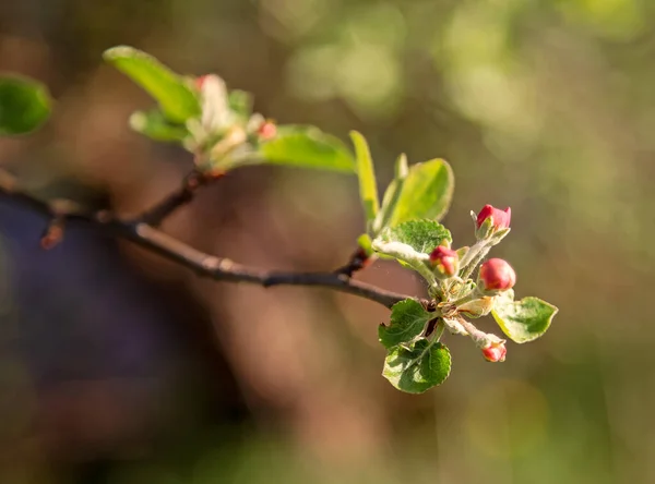 自然界树枝上的苹果树花蕾 — 图库照片