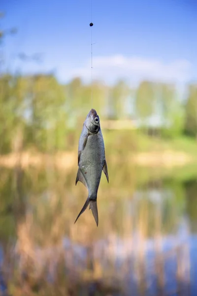 Fish Hanging Hook Nature — Stock Photo, Image