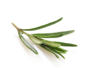 Taze yeşil biberiye filizi beyaz bir arkaplanda izole edilmiş.