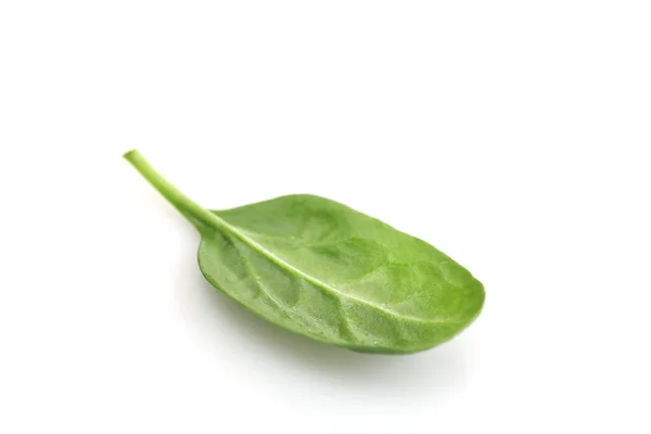 Fresh Spinach Laef Isolated White — Stock Photo, Image