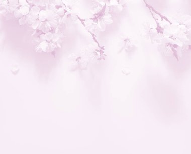 Pembe arka planda bahar çiçekleri dalları.