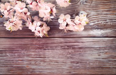 Tahta arka planda bahar çiçekleri dalları