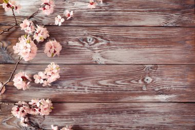Tahta arka planda bahar çiçekleri dalları