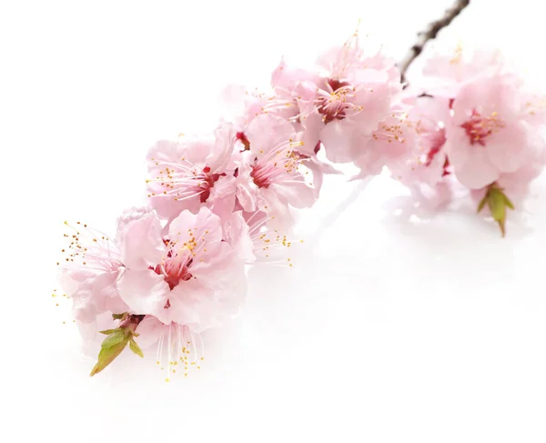 Spring Flowering Branch Isolated White Background — Stock Photo, Image