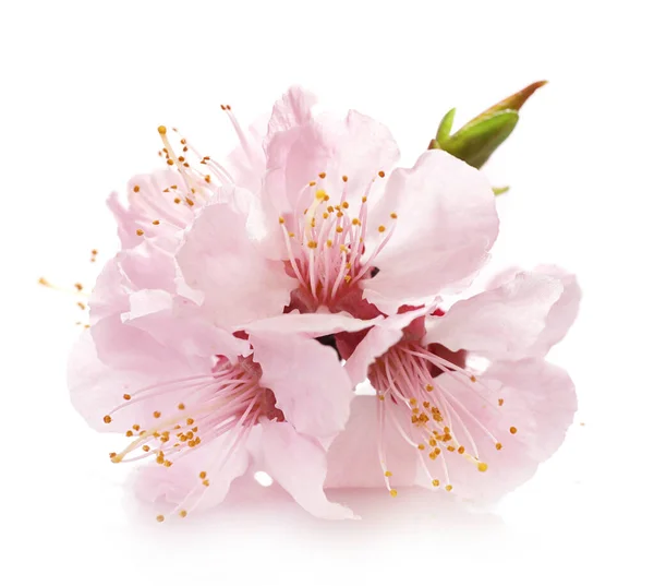 Hermosa Flor Cerezo Rosa Aislada Sobre Fondo Blanco —  Fotos de Stock