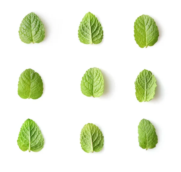 Set Van Groene Muntblaadjes Geïsoleerd Witte Achtergrond — Stockfoto