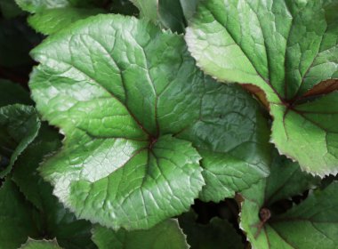 Ormanda yeşil yaban yaprakları. Doku