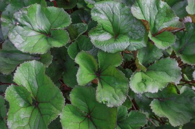 Ormanda yeşil yaban yaprakları. Doku