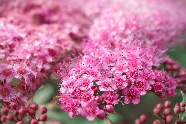 Hermoso Campo Flores Color Rosa Cuidado — Foto de Stock