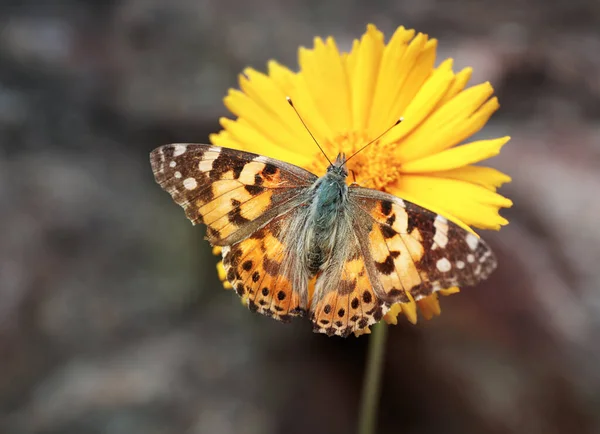 Mariposa Brillante Sobre Flor Amarilla — Foto de Stock