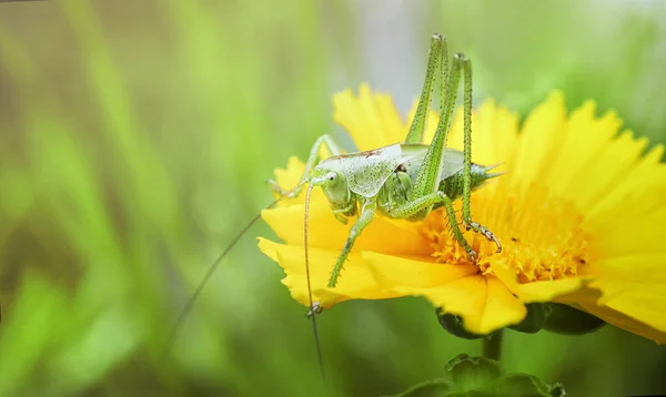 Green Grasshopper Grass — Stock Photo, Image