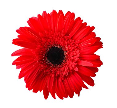 Beyaz arkaplanda izole edilmiş parlak kırmızı gerbera çiçeği
