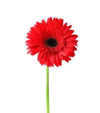 Beyaz arkaplanda izole edilmiş parlak kırmızı gerbera çiçeği