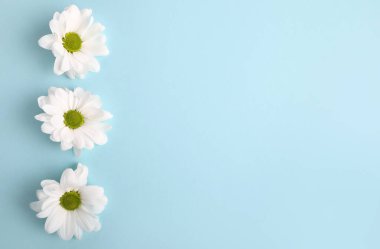 Mavi arkaplanda narin beyaz çiçekler