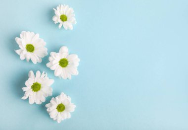 Mavi arkaplanda narin beyaz çiçek