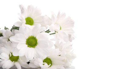 Beyaz arkaplanda izole edilmiş narin çiçekler.