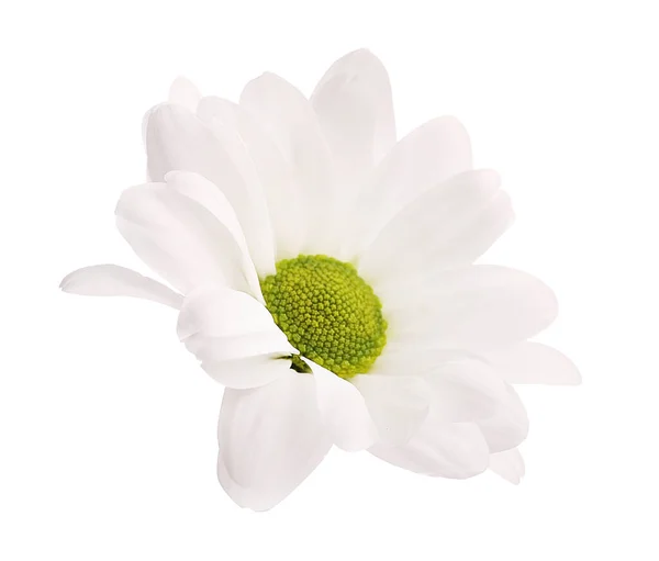 Delicate Flowers Isolated White Background — Stock Photo, Image
