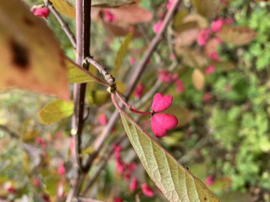 Sonbahar bahçesinde parlak bir öonymus çiçeği