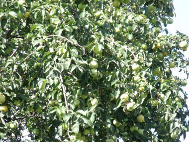 Olgunlaşan elma meyvesi ağaçta