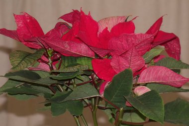 kırmızı ev bitkileri