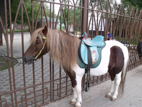 Piccoli Pony Città — Foto Stock