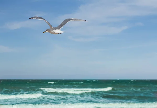 Martı denizin üzerinde uçuşu