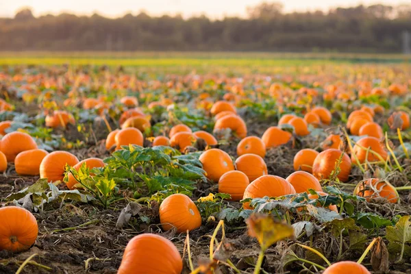 Mooie Halloween pompoen veld — Stockfoto