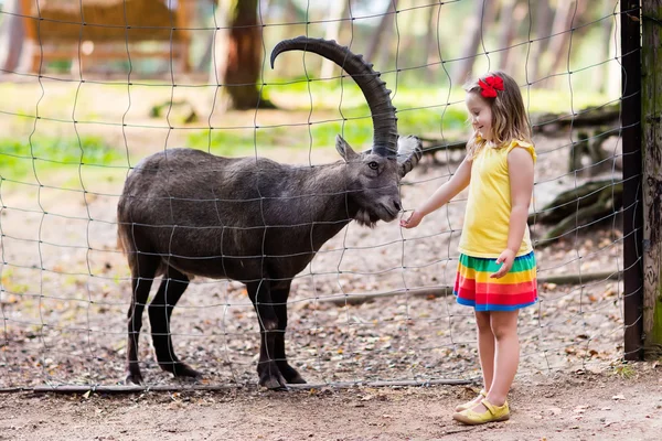 Little girl feeding wild goat at the zoo — Stock Photo, Image