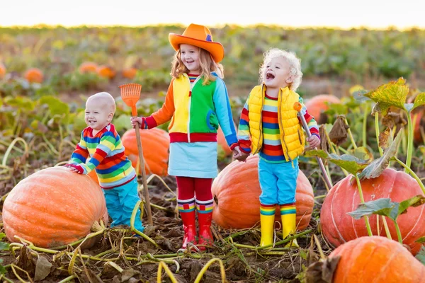 Дети собирают тыквы на тыквенном участке на Хэллоуин — стоковое фото