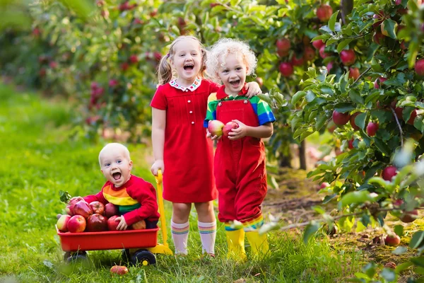 Kinderen plukken appels in groente tuin — Stockfoto