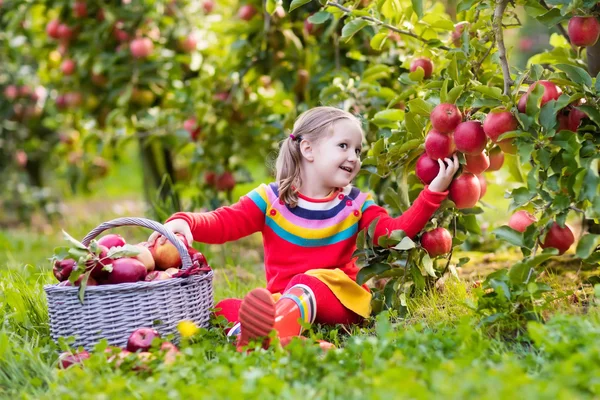 Niña recogiendo manzana en jardín de frutas —  Fotos de Stock