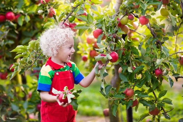 Jongetje plukken appel in groente tuin — Stockfoto