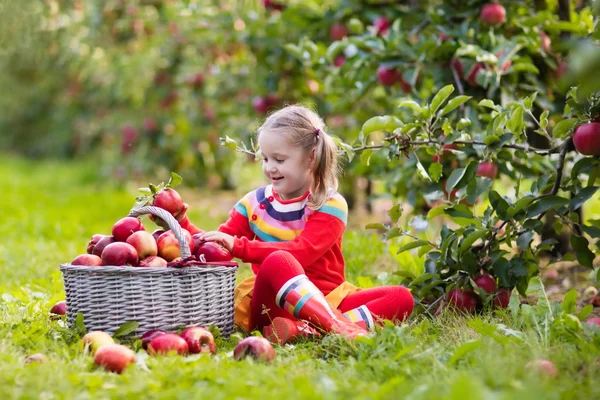 Niña recogiendo manzana en jardín de frutas — Foto de Stock