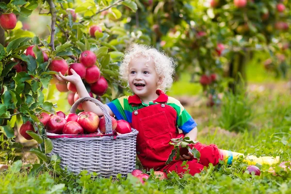 Niño recogiendo manzana en el jardín de frutas —  Fotos de Stock