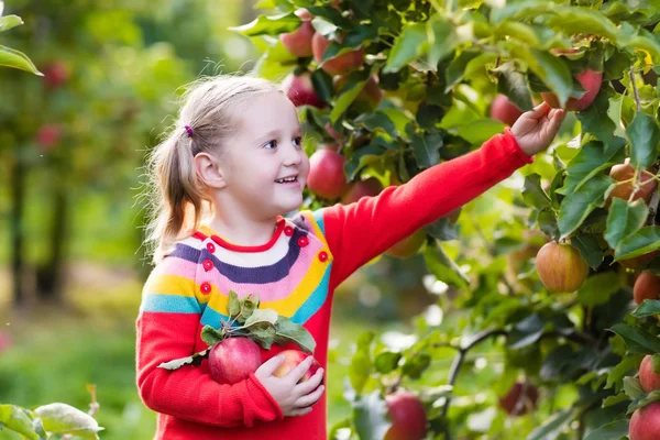 Menina colhendo maçã no jardim de frutas — Fotografia de Stock