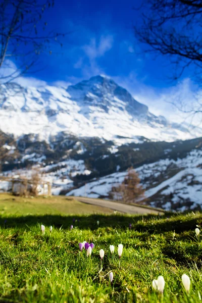 Aussichtsreiche Aussicht auf die Schweizer Alpen — Stockfoto