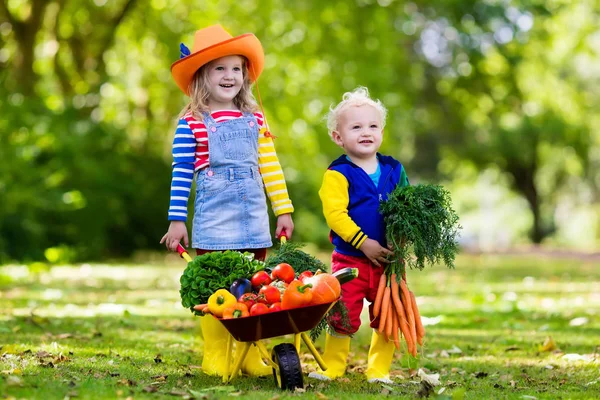 Діти збирають овочі на органічній фермі — стокове фото