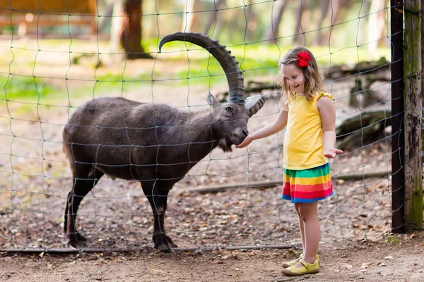 Little girl feeding wild goat at the zoo — Stock Photo, Image