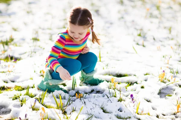 Menina com flores de croco sob a neve na primavera — Fotografia de Stock