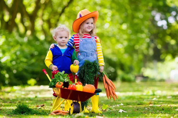 Дети собирают овощи на органической ферме — стоковое фото