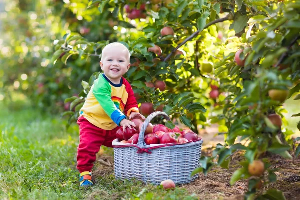 Bayi laki-laki memetik apel di kebun buah — Stok Foto