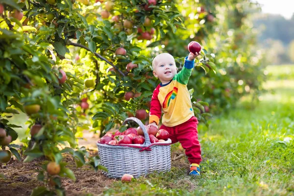 Baby boy picking apples in fruit garden — Stock Photo, Image